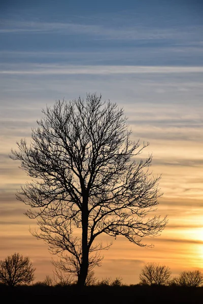 Grande Nuda Silhouette Albero Solitario Dal Tramonto — Foto Stock