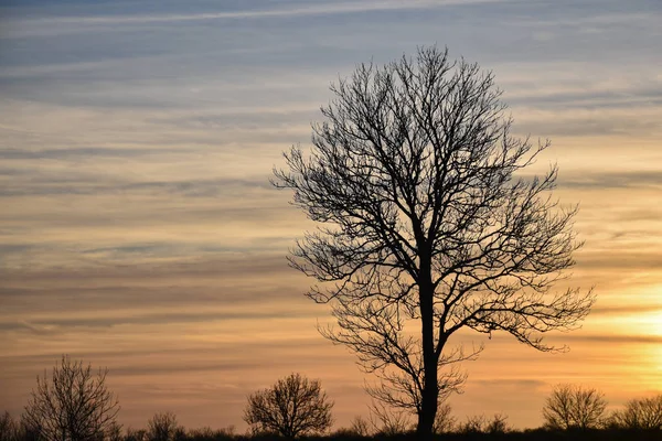 风景与一个大光秃秃的树剪影由落日 — 图库照片