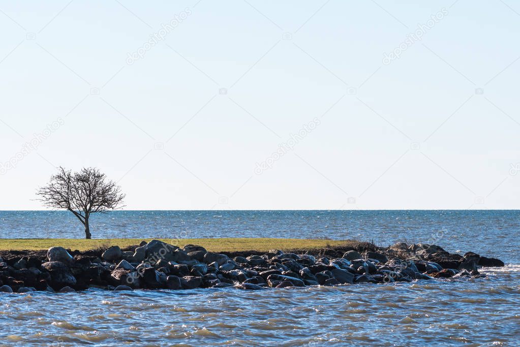 Bare lone tree by the coast of the Swedish island Oland in the Baltic Sea