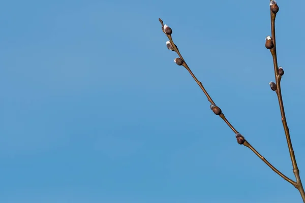 Willow Kedicikler Mavi Gökyüzü Ile Çok Kopya Alanı Tarafından — Stok fotoğraf