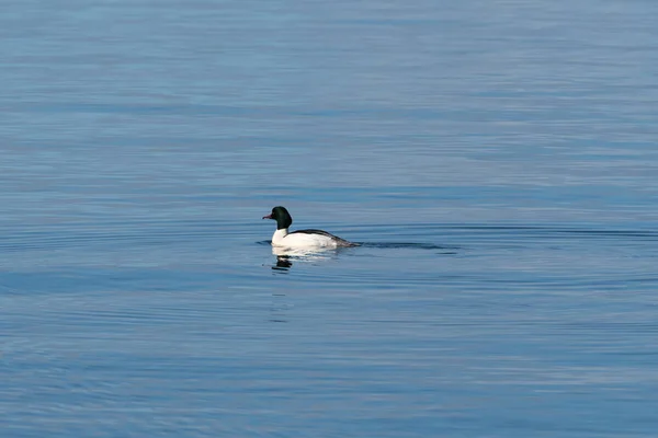 Swimming Goosander duck — Stock Photo, Image