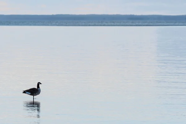 Ganso canadense em pé na água — Fotografia de Stock