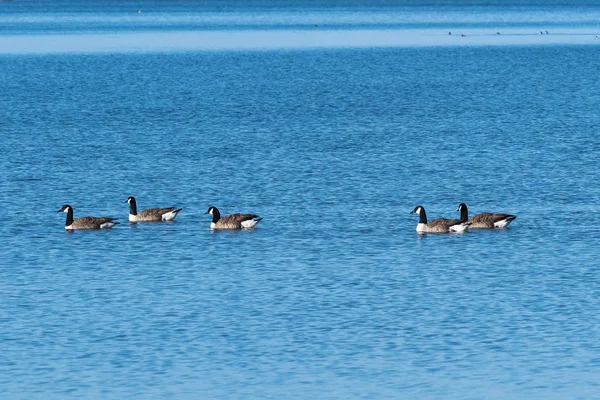 Flock with swimming Canadian Geese — Stock Photo, Image