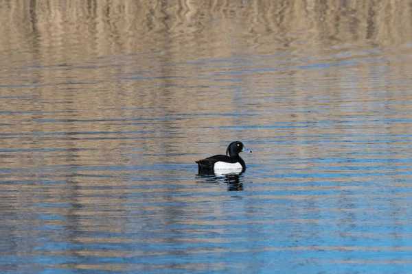 Male Tufted duck in a pond — Stock Photo, Image
