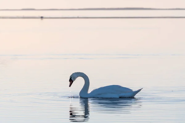 Elegant swan swimming in a calm water — Stock Photo, Image