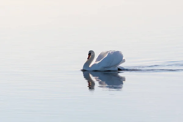 在无缝的水中优雅的天鹅 — 图库照片