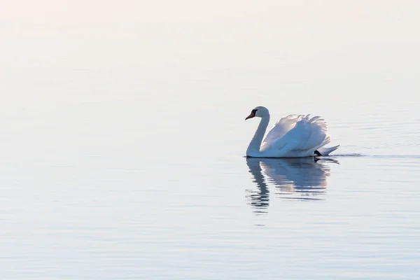 White swan gliding by a seamless background — Stock Photo, Image