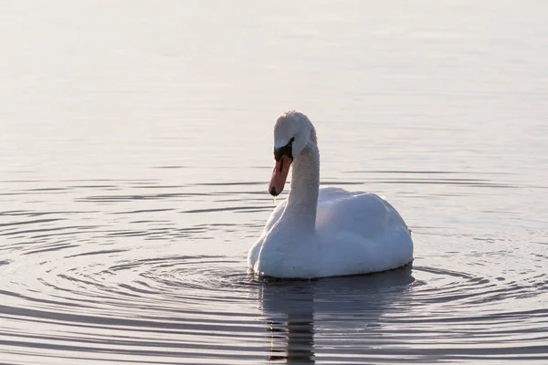 White swan in a bright and calm water — Stock Photo, Image