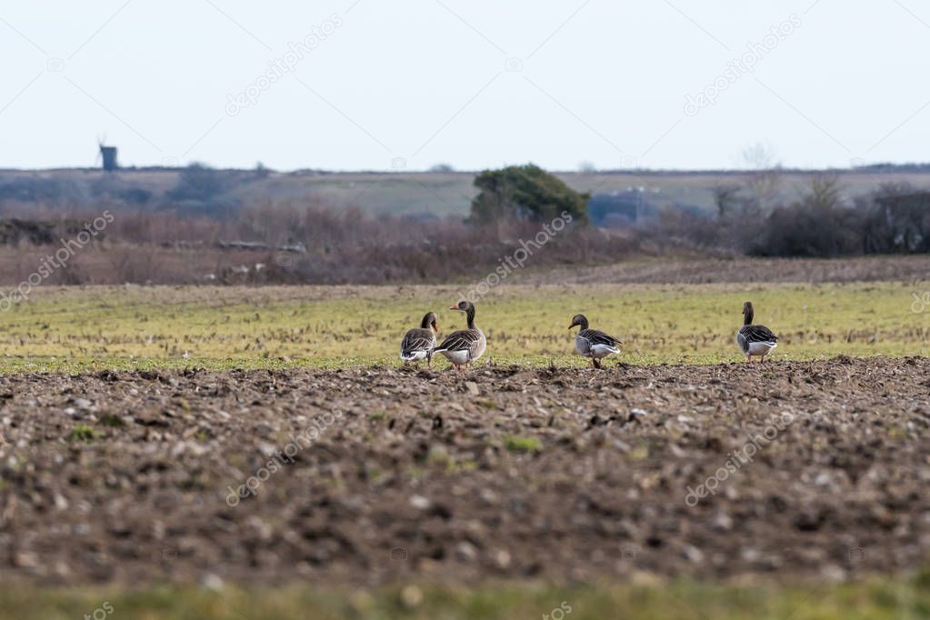 Group with Greylag Geese in a field
