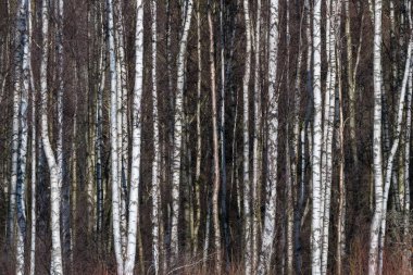 Ağaç gövdeleri arka plan görüntüsü