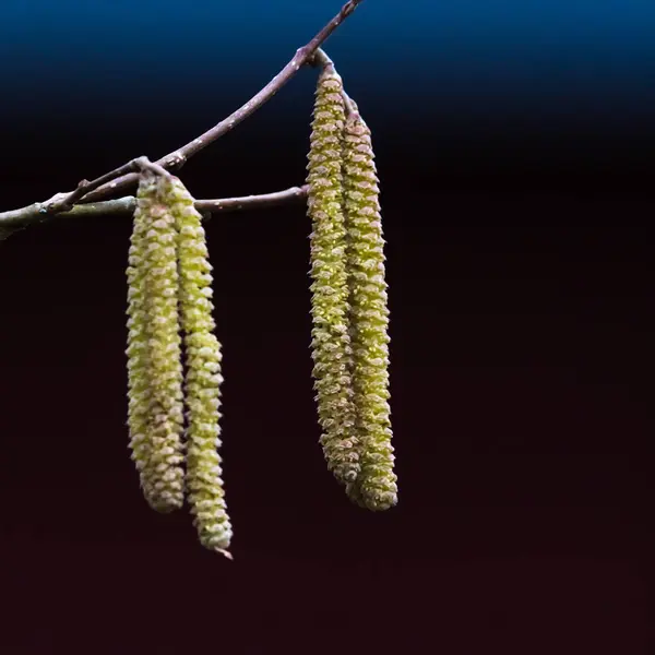 Hazel catkins closeup — Fotografie, imagine de stoc