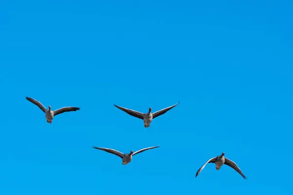 Fliegende Graugänse bei strahlend blauem Himmel — Stockfoto