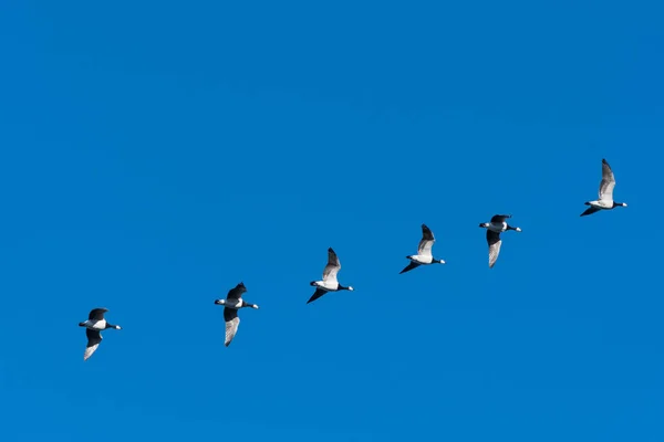 Barnacle kaz bir çizgide uçan — Stok fotoğraf