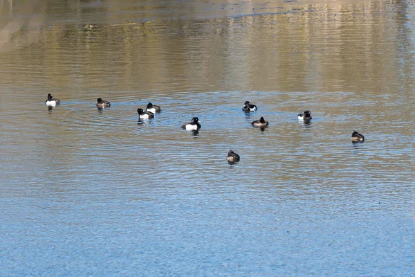 Flock with resting Tufted Ducks — Stock Photo, Image