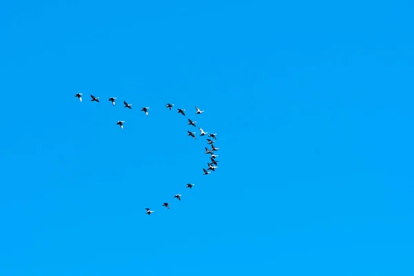 Flock with migrating Eider ducks — Stock Photo, Image