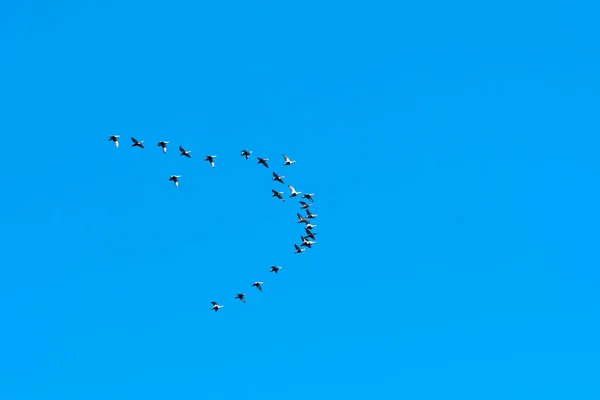 Flock with migrating Eider ducks — Stock Image Flock with migrating Eider ducks Stock Image
