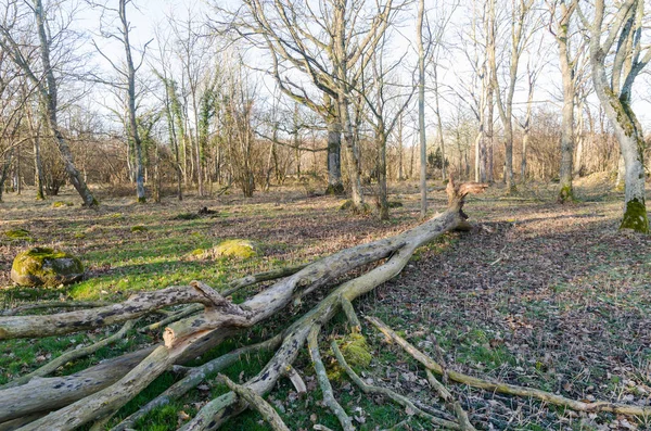 Anticato albero caduto in una foresta — Foto Stock