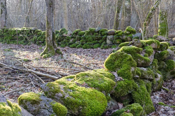 Mossiga gamla torra stenmurar — Stockfoto