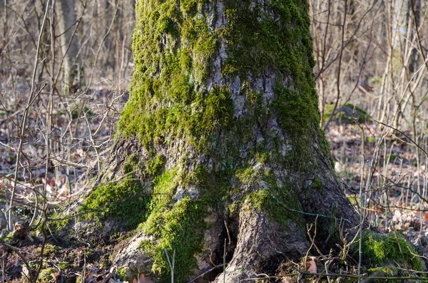 Старий мох покритий стовбур дерева — стокове фото
