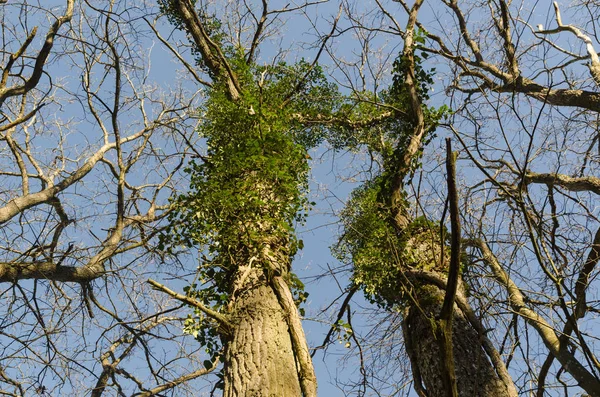 Oak trees with climbing Ivy plants — Stock Photo, Image