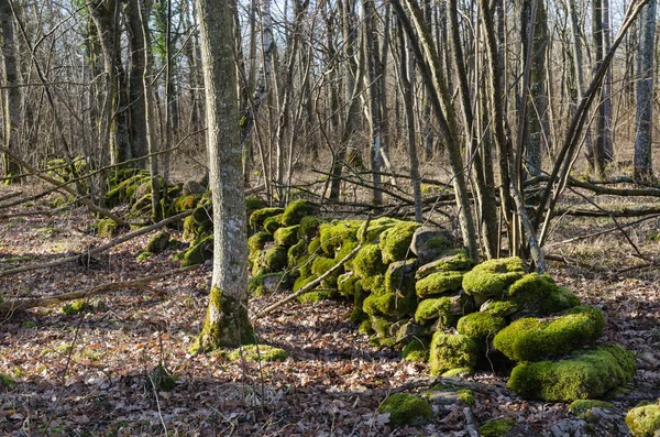 Moss omfattas stenmur i en skog — Stockfoto