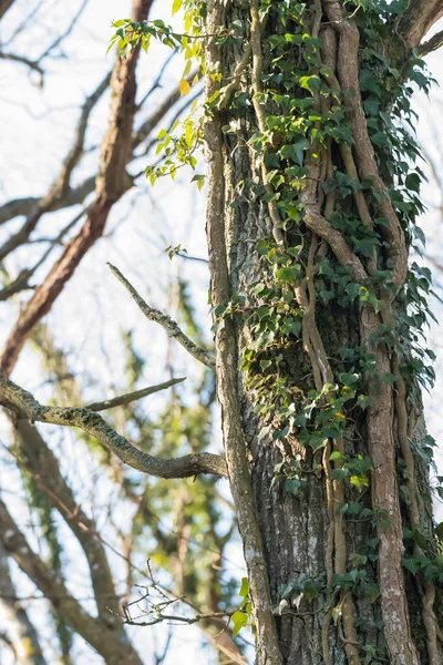 Arrampicata Piante edera su un tronco d'albero — Foto Stock