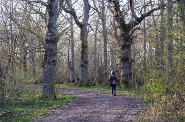 Eski yaprak döken bir ormanda bahar yürüyüşü