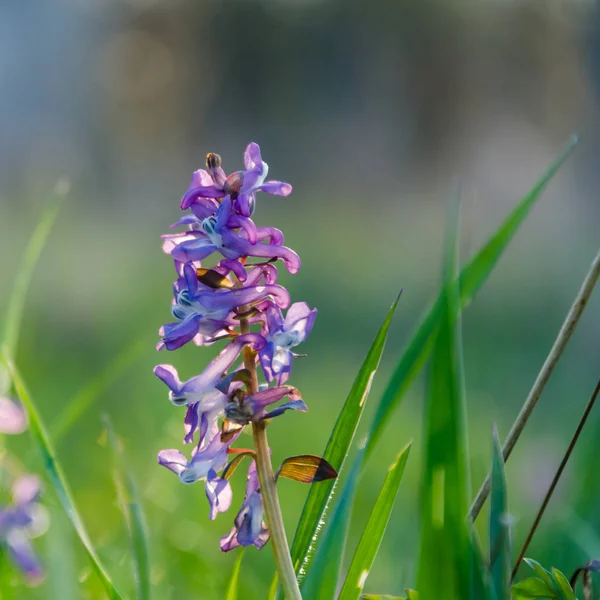 Beautiful early springtime flower — Stock Photo, Image