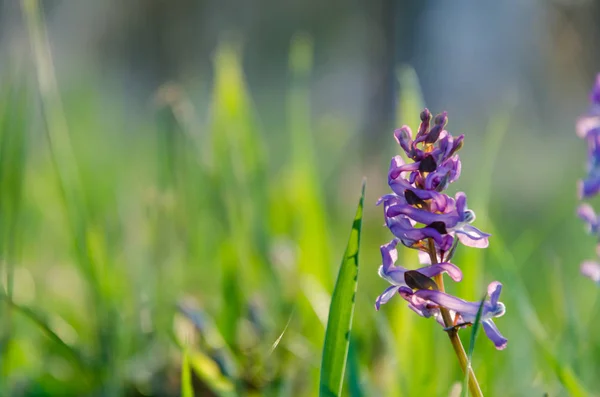 緑の草の美しい紫の早春の花 — ストック写真