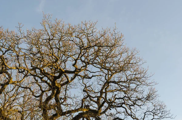 Brede kale eiken top — Stockfoto