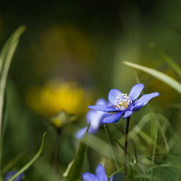 Zonovergoten blauwe anemoon close-up — Stockfoto