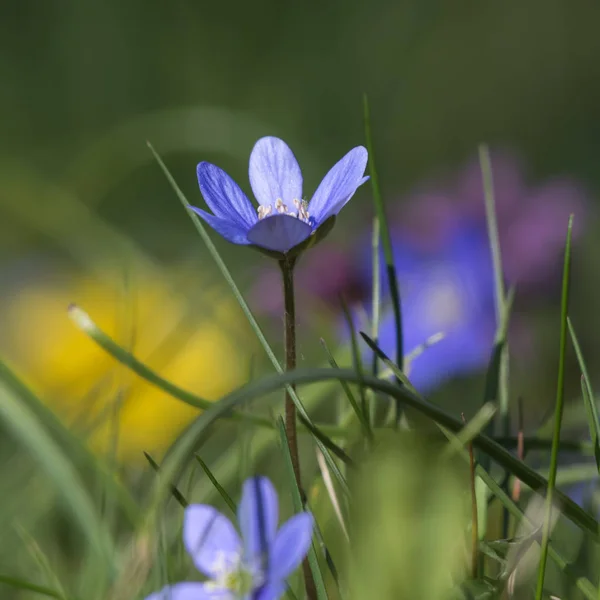 Kleurrijke blauwe anemoon close-up — Stockfoto