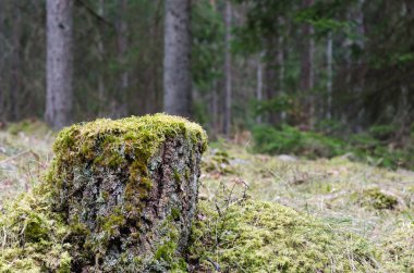 Yosun kozalaklı bir ormanda huş ağacı kütüğü kaplı