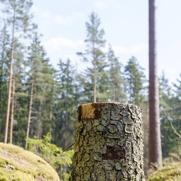 Tree stump in a bright coniferous forest — Stock Photo, Image