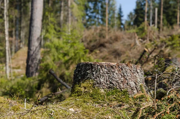 Pnie drzewa świerkowego w jasnym nasłonecznym lesie iglastych — Zdjęcie stockowe