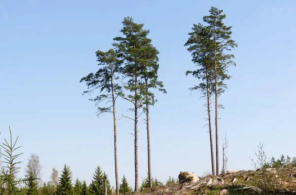 Gruppo con alberi in piedi in una zona boschiva ben tagliata — Foto Stock