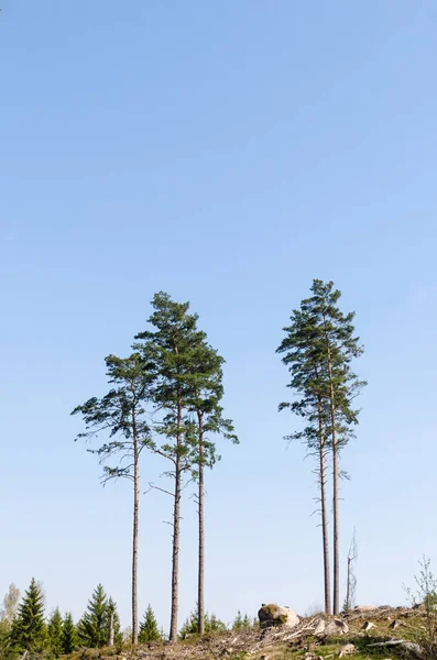 Hauts pins debout dans une forêt coupée à blanc — Photo