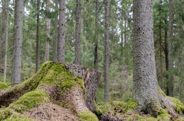 Пень мшистого дерева в хвойном лесу — стоковое фото