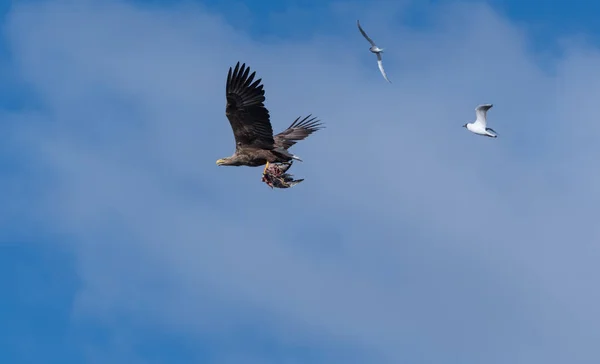 Белый хвостовой орёл летит с уловом, за ним следуют другие птицы. — стоковое фото