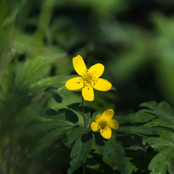 Bela flor de madeira amarela anêmona closeup — Fotografia de Stock