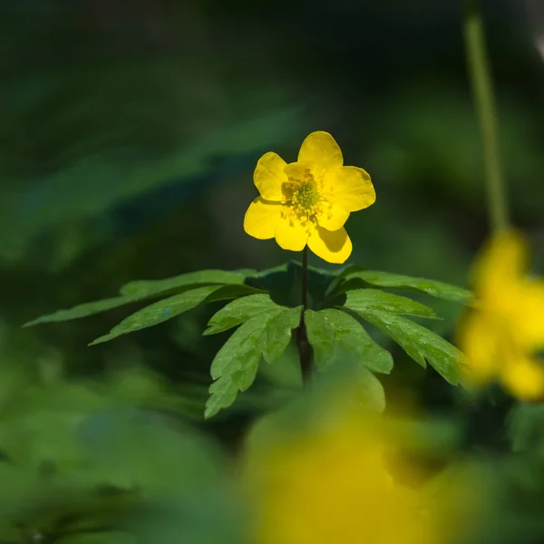 Luz do sol bela flor amarelo windflower — Fotografia de Stock
