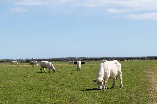 Grazing gado branco em uma paisagem planície verde — Fotografia de Stock