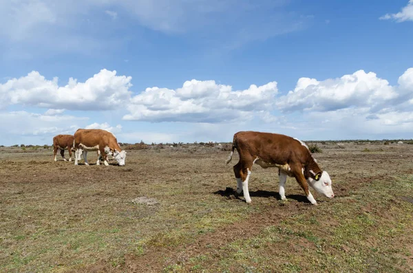 Besättning med betande nötkreatur på en stor slätt gräsmark — Stockfoto