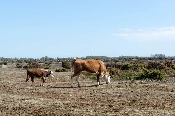 Betande ko och kalv på en torr stor slätt gräsmark — Stockfoto