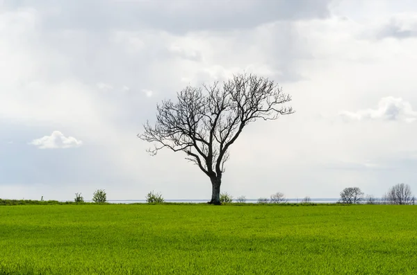 Yeşil mısır tarlasında yalnız yapraksız büyük ağaç — Stok fotoğraf