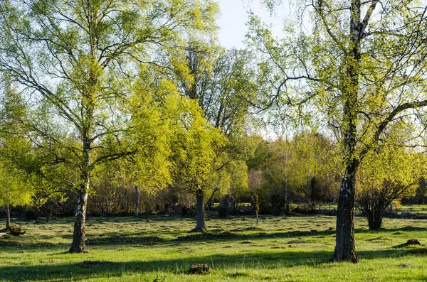 Springtime with fresh new leaves on the birch trees — Stock Photo, Image