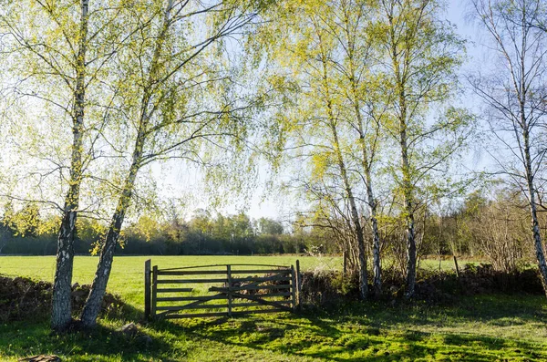 Widok wiosna ze świeżych nowych liści na Birches w zielonym — Zdjęcie stockowe