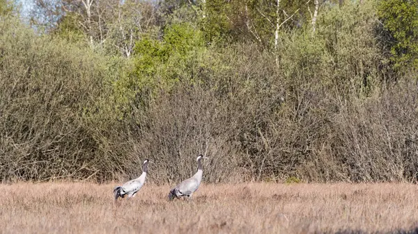 两只普通的鹤，格鲁斯，在瑞典沼泽地 — 图库照片