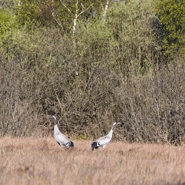Два обычных журавля, Грюс Грюс, копошатся в шведских болотах — стоковое фото