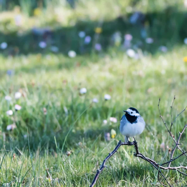 Wagtail fågel som sitter på marken med en bakgrund av suddiga — Stockfoto